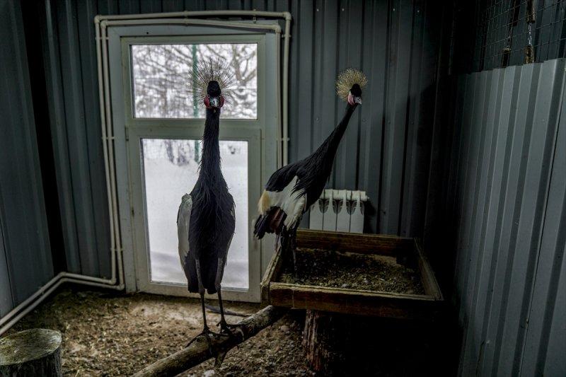 Moskova'da yaban hayatın sürdürülebilirliği için çalışmalar yapılıyor