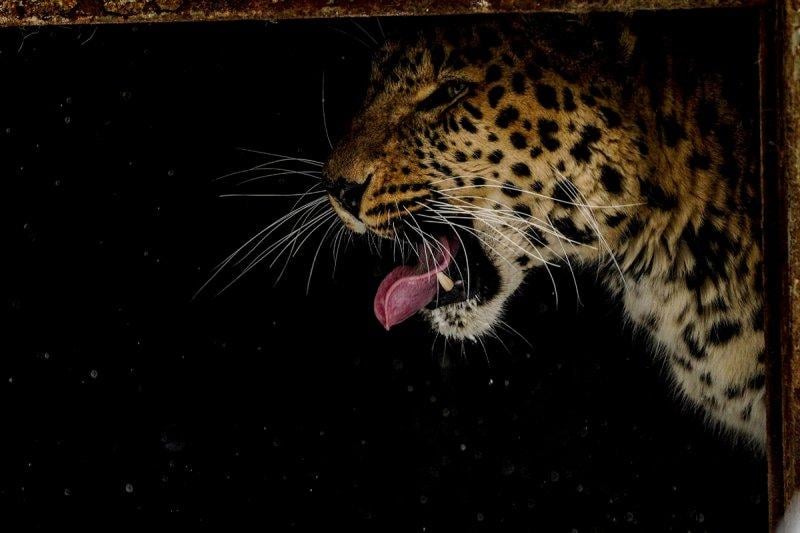 Moskova'da yaban hayatın sürdürülebilirliği için çalışmalar yapılıyor