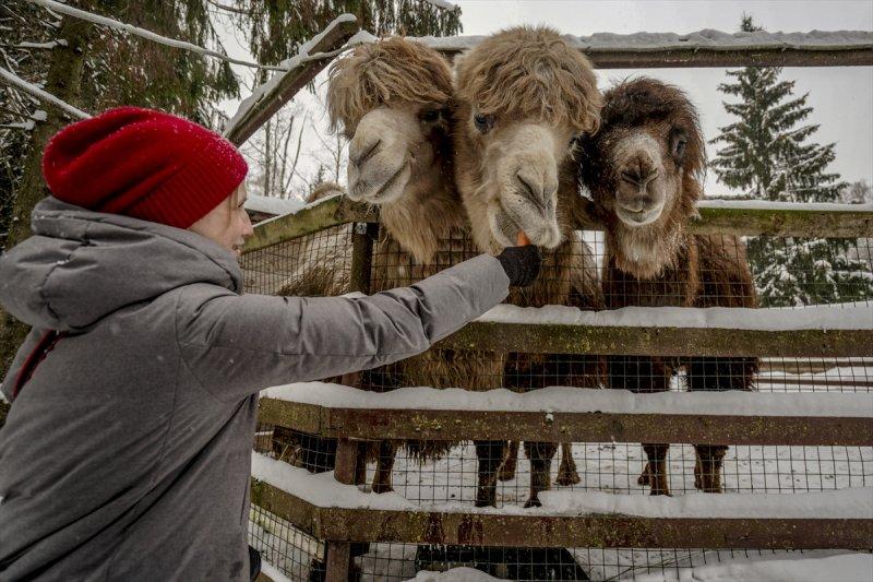 Moskova'da yaban hayatın sürdürülebilirliği için çalışmalar yapılıyor