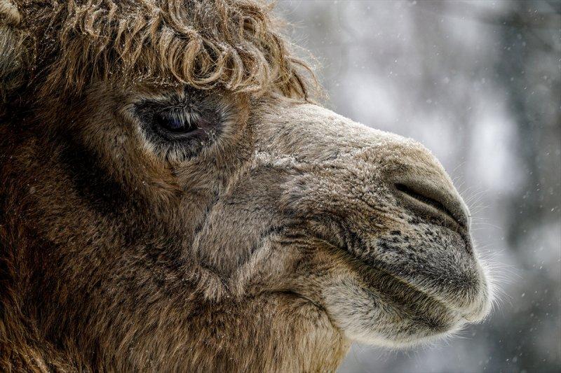 Moskova'da yaban hayatın sürdürülebilirliği için çalışmalar yapılıyor