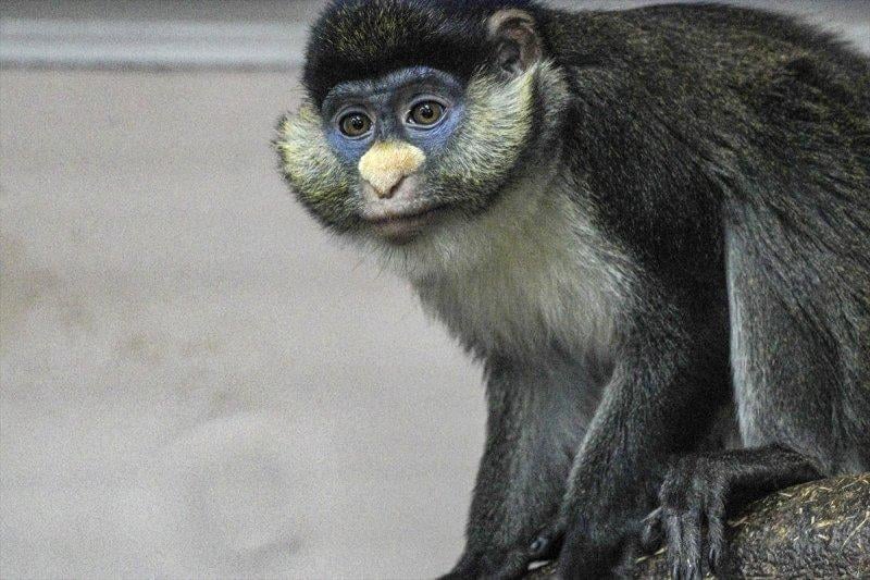 Moskova'da yaban hayatın sürdürülebilirliği için çalışmalar yapılıyor