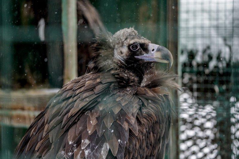 Moskova'da yaban hayatın sürdürülebilirliği için çalışmalar yapılıyor