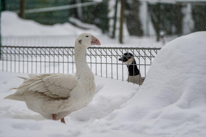 Moskova'da yaban hayatın sürdürülebilirliği için çalışmalar yapılıyor