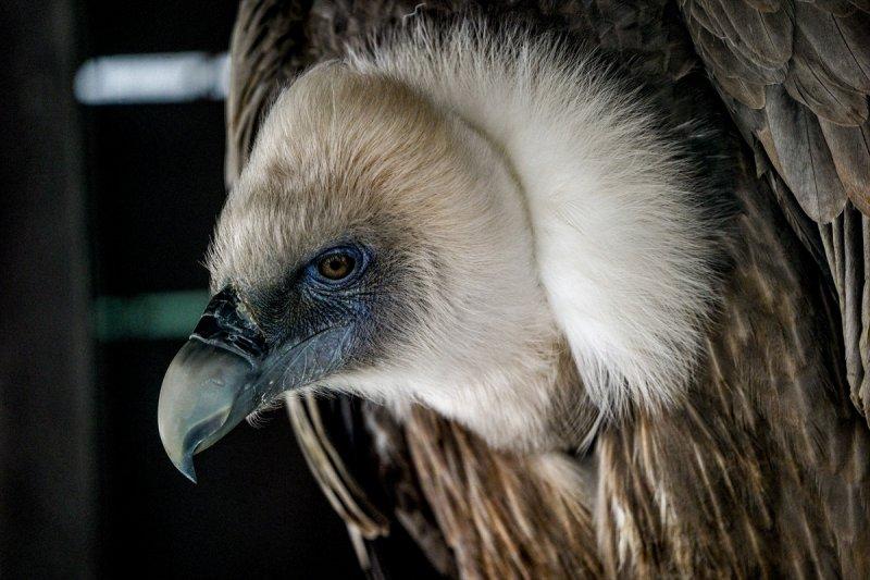 Moskova'da yaban hayatın sürdürülebilirliği için çalışmalar yapılıyor