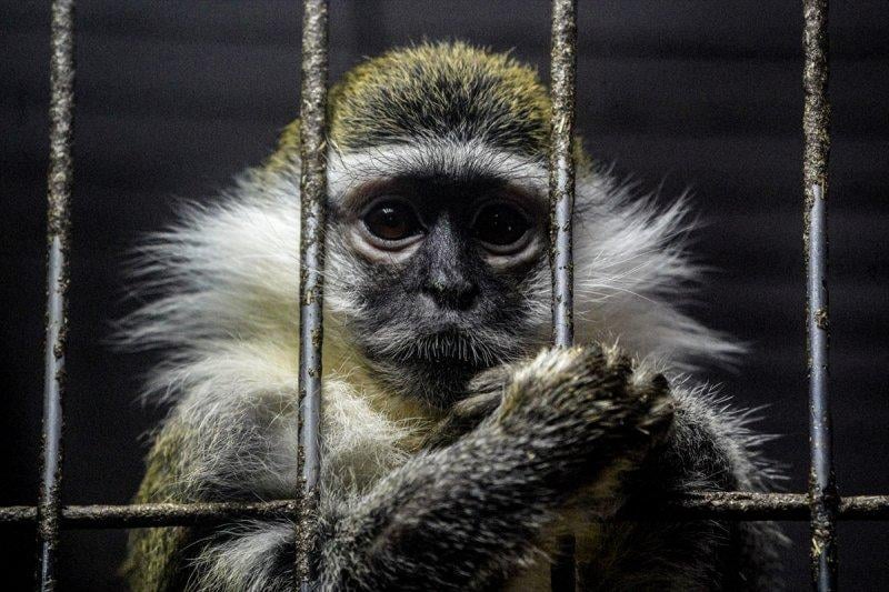 Moskova'da yaban hayatın sürdürülebilirliği için çalışmalar yapılıyor