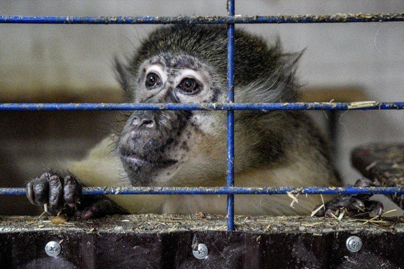 Moskova'da yaban hayatın sürdürülebilirliği için çalışmalar yapılıyor