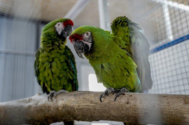 Moskova'da yaban hayatın sürdürülebilirliği için çalışmalar yapılıyor