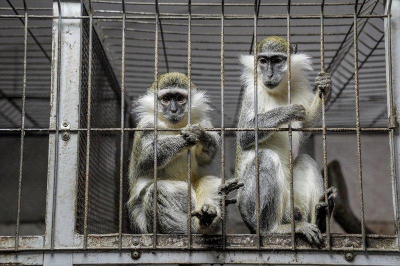 Moskova'da yaban hayatın sürdürülebilirliği için çalışmalar yapılıyor