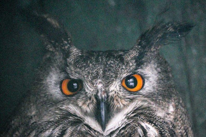 Moskova'da yaban hayatın sürdürülebilirliği için çalışmalar yapılıyor