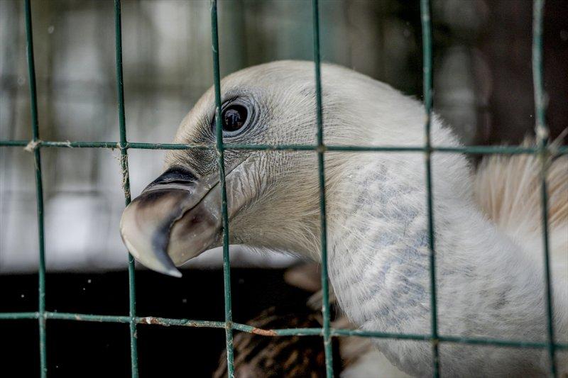 Moskova'da yaban hayatın sürdürülebilirliği için çalışmalar yapılıyor
