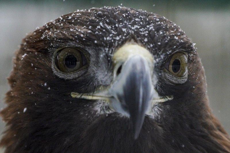 Moskova'da yaban hayatın sürdürülebilirliği için çalışmalar yapılıyor