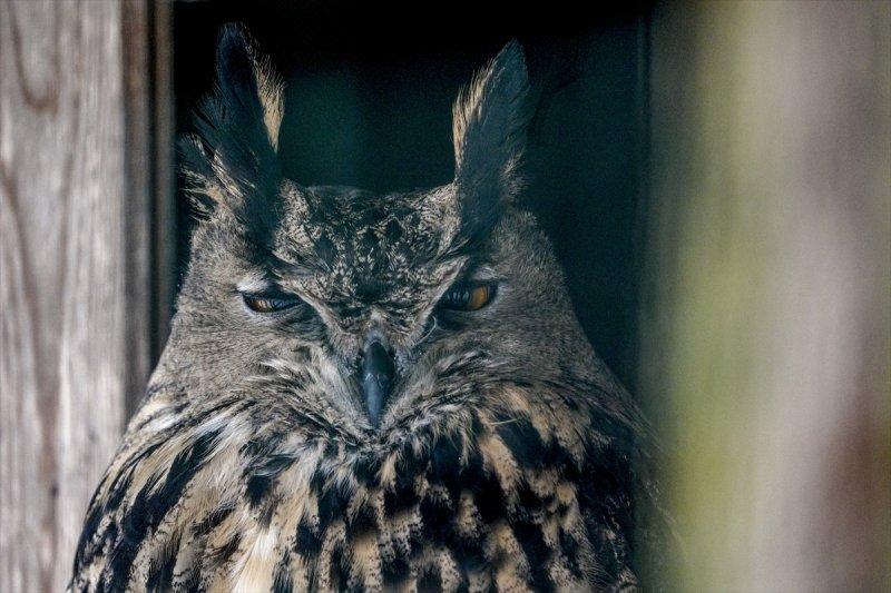 Moskova'da yaban hayatın sürdürülebilirliği için çalışmalar yapılıyor