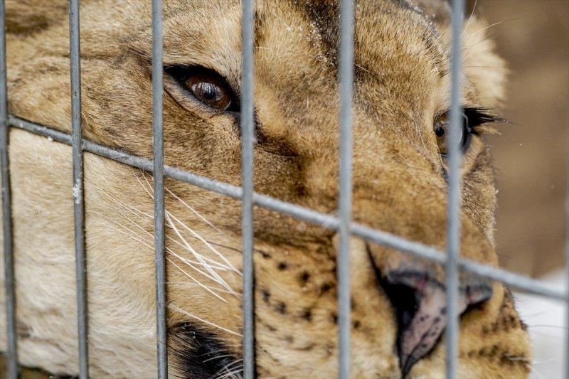 Moskova'da yaban hayatın sürdürülebilirliği için çalışmalar yapılıyor