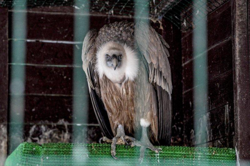 Moskova'da yaban hayatın sürdürülebilirliği için çalışmalar yapılıyor