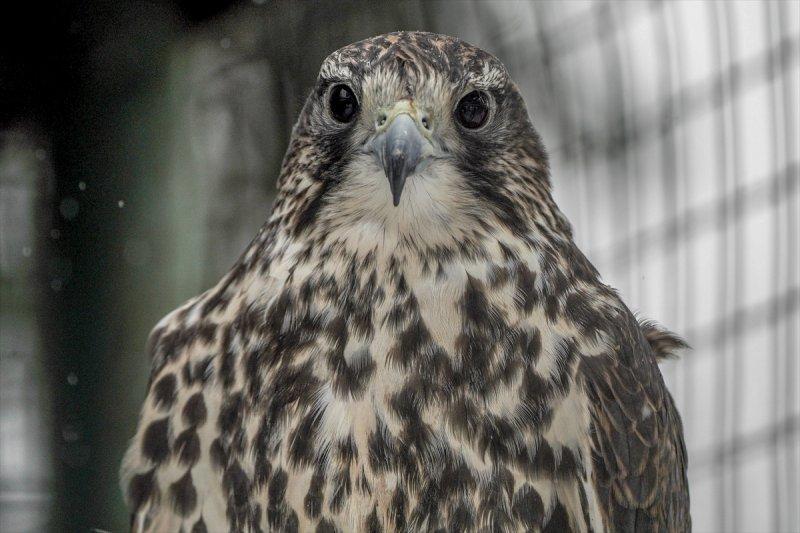 Moskova'da yaban hayatın sürdürülebilirliği için çalışmalar yapılıyor