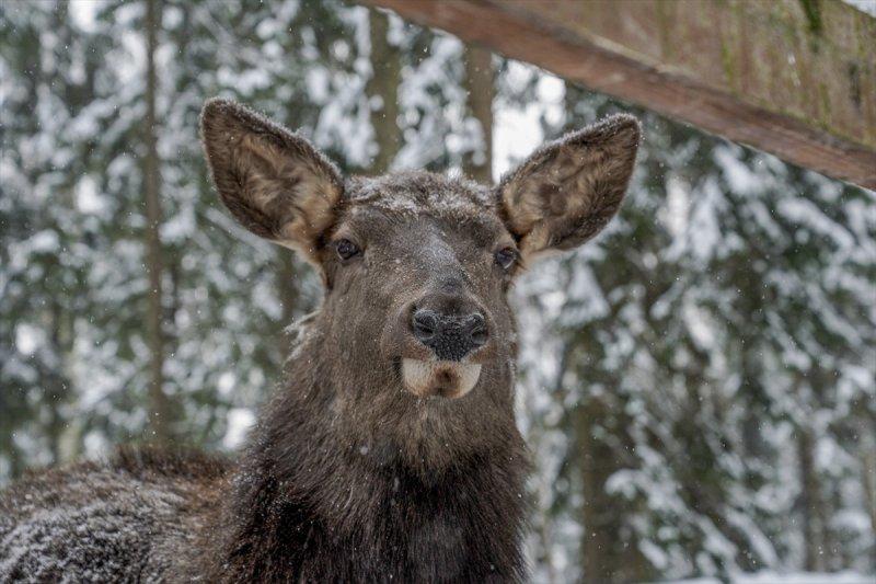 Moskova'da yaban hayatın sürdürülebilirliği için çalışmalar yapılıyor