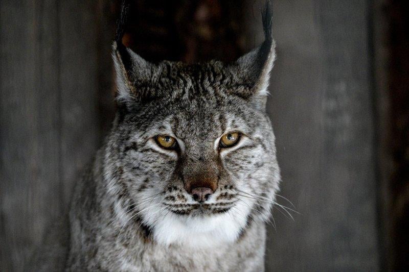 Moskova'da yaban hayatın sürdürülebilirliği için çalışmalar yapılıyor