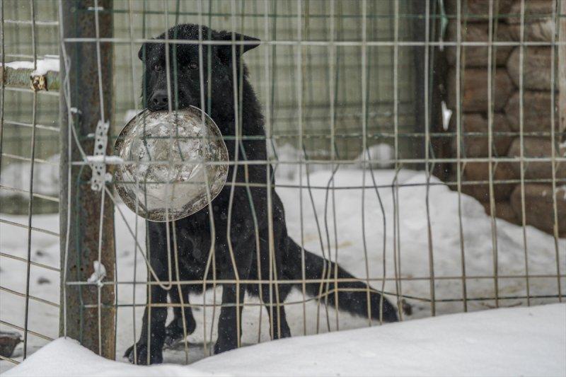 Moskova'da yaban hayatın sürdürülebilirliği için çalışmalar yapılıyor