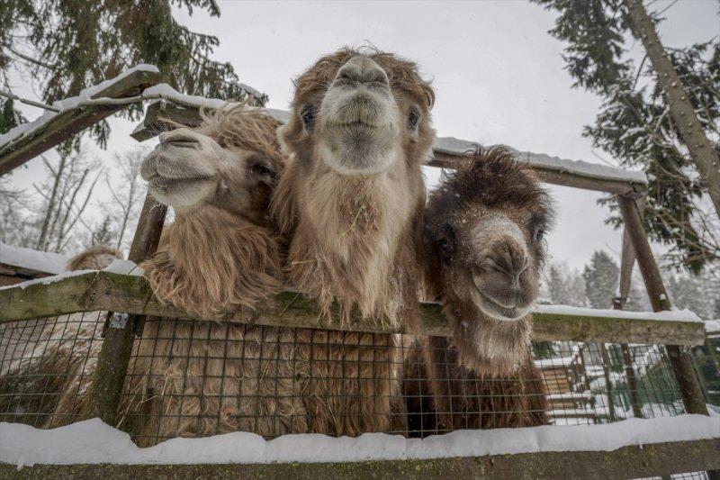 Moskova'da yaban hayatın sürdürülebilirliği için çalışmalar yapılıyor
