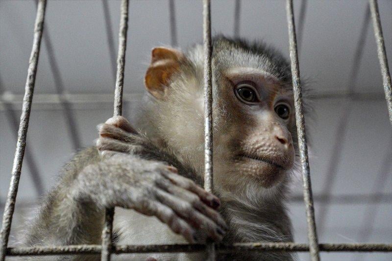 Moskova'da yaban hayatın sürdürülebilirliği için çalışmalar yapılıyor