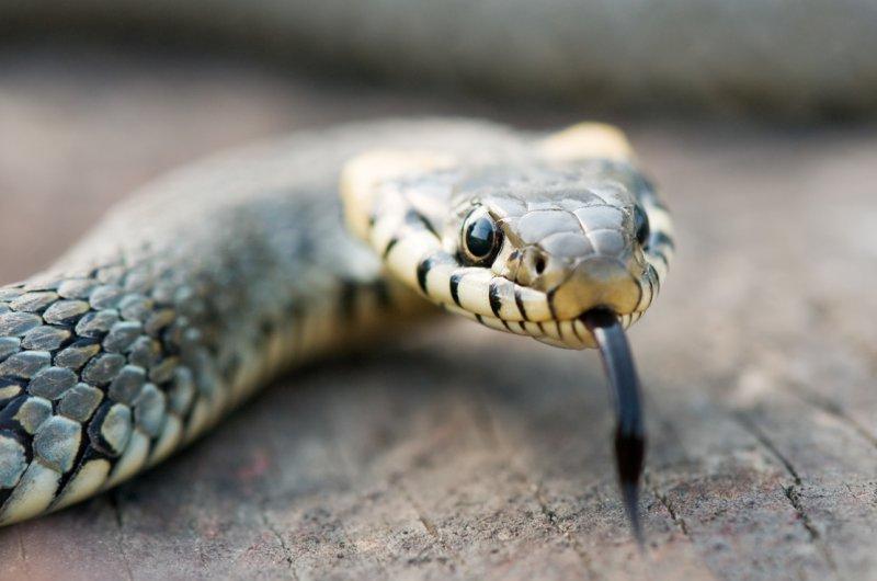 En iyi koku alan hayvanlar