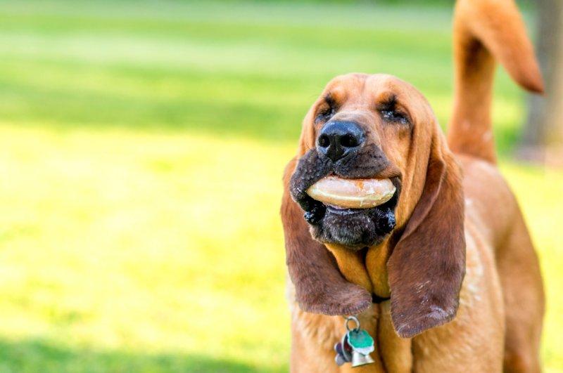 En iyi koku alan hayvanlar