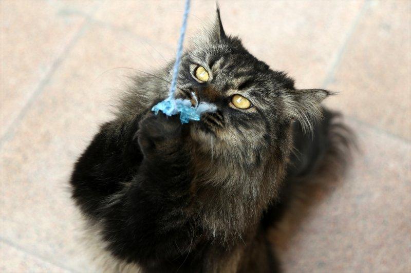 İran'da Kedi Kafe Müzesi