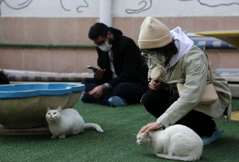İran'da Kedi Kafe Müzesi