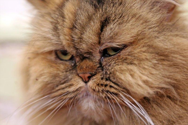 İran'da Kedi Kafe Müzesi