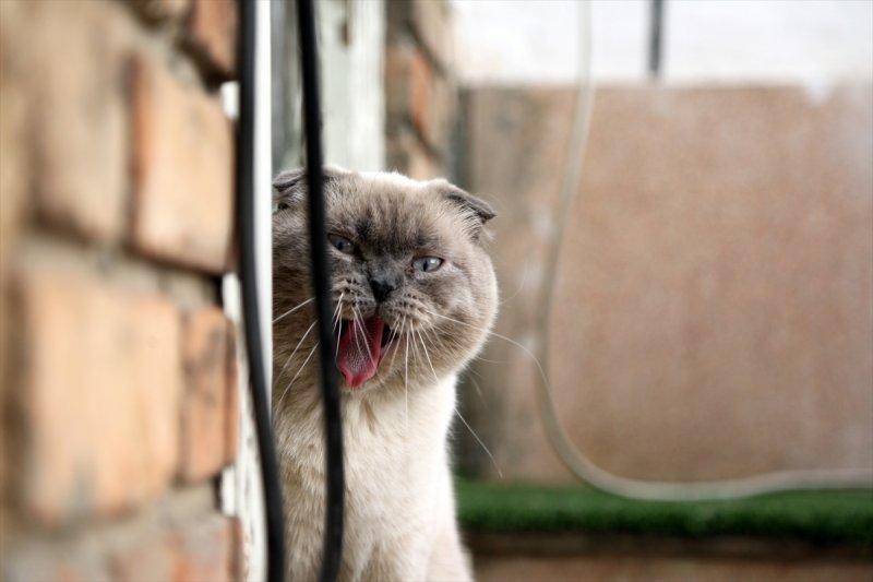 İran'da Kedi Kafe Müzesi