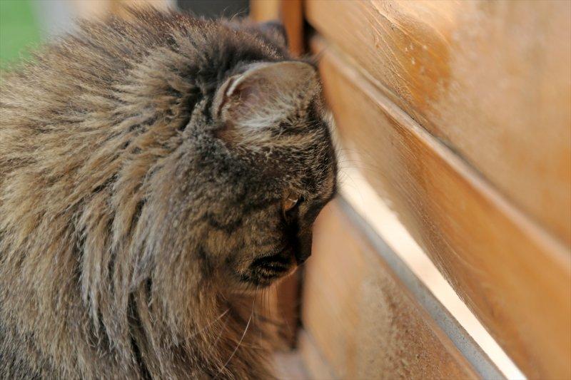 İran'da Kedi Kafe Müzesi
