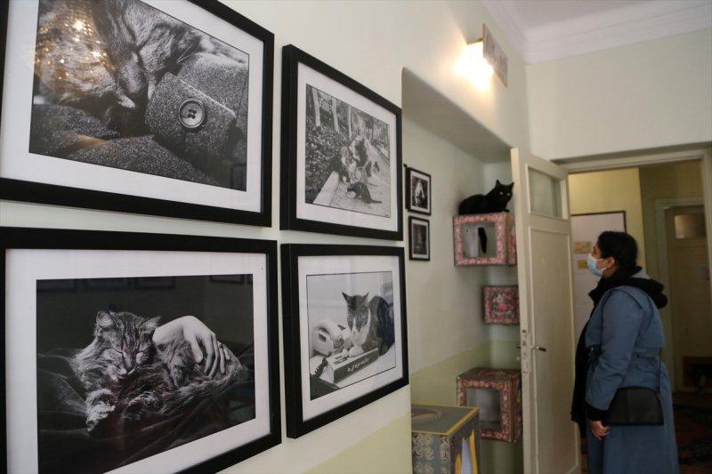 İran'da Kedi Kafe Müzesi