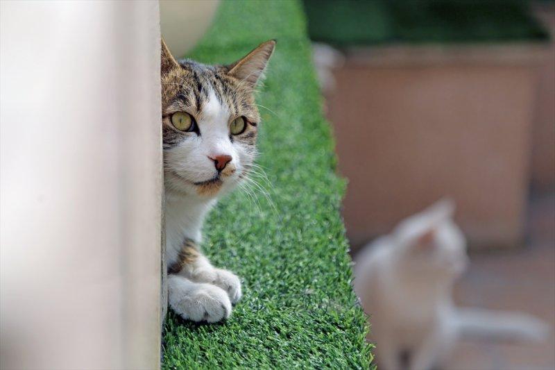 İran'da Kedi Kafe Müzesi