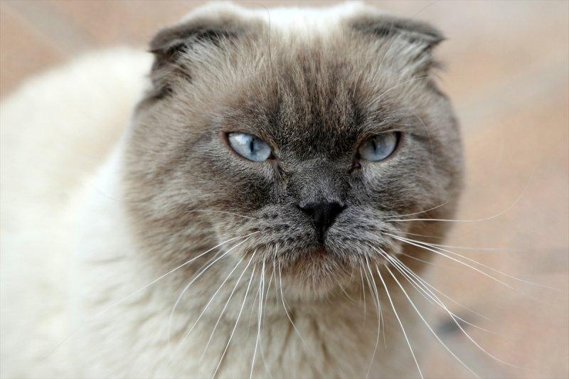 İran'da Kedi Kafe Müzesi