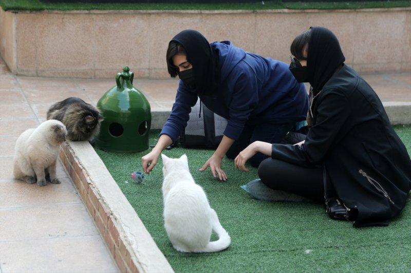 İran'da Kedi Kafe Müzesi
