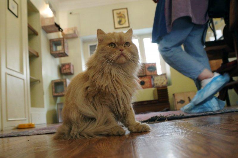 İran'da Kedi Kafe Müzesi