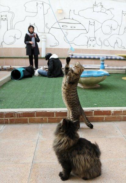 İran'da Kedi Kafe Müzesi
