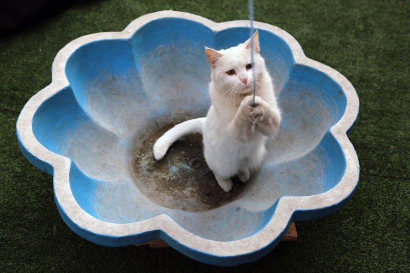 İran'da Kedi Kafe Müzesi