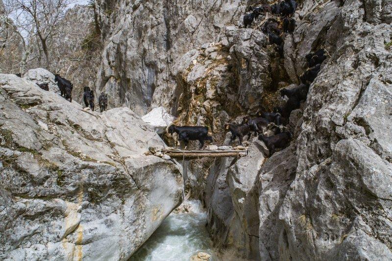 Kayserili besicilerin, sürüleriyle Aladağ yaylalarına zorlu yolculuğu