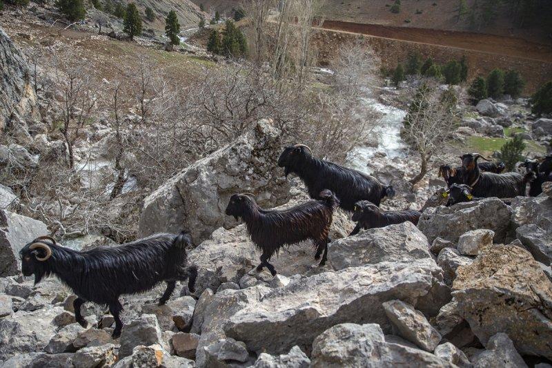 Kayserili besicilerin, sürüleriyle Aladağ yaylalarına zorlu yolculuğu