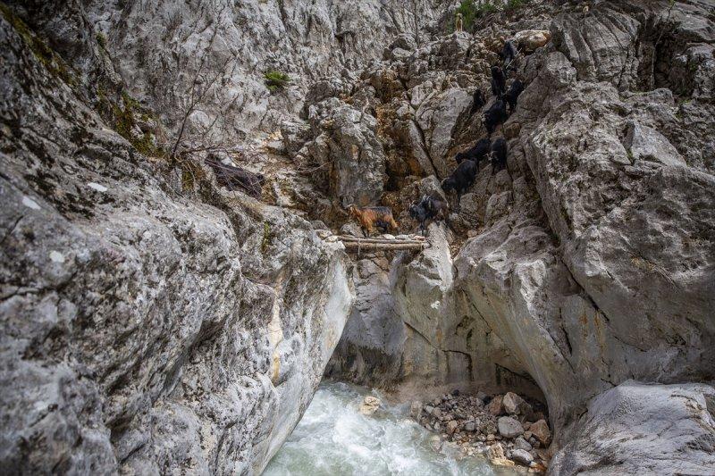 Kayserili besicilerin, sürüleriyle Aladağ yaylalarına zorlu yolculuğu