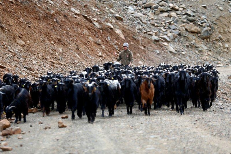 Kayserili besicilerin, sürüleriyle Aladağ yaylalarına zorlu yolculuğu