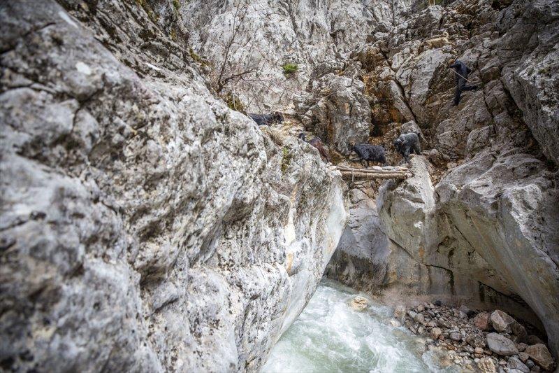 Kayserili besicilerin, sürüleriyle Aladağ yaylalarına zorlu yolculuğu