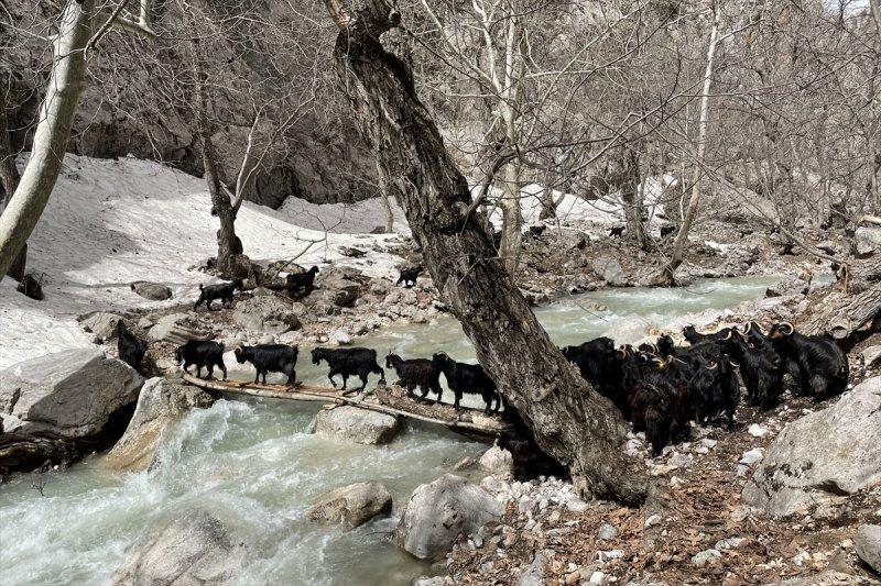Kayserili besicilerin, sürüleriyle Aladağ yaylalarına zorlu yolculuğu