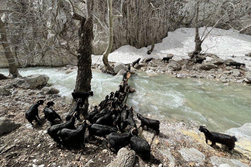 Kayserili besicilerin, sürüleriyle Aladağ yaylalarına zorlu yolculuğu