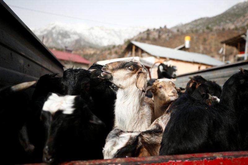 Kayserili besicilerin, sürüleriyle Aladağ yaylalarına zorlu yolculuğu