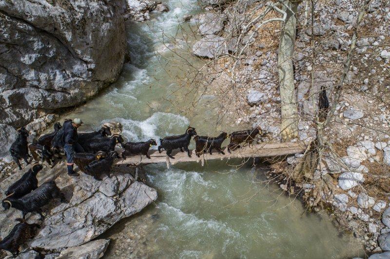 Kayserili besicilerin, sürüleriyle Aladağ yaylalarına zorlu yolculuğu