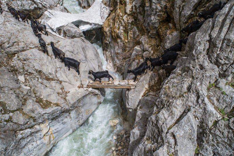 Kayserili besicilerin, sürüleriyle Aladağ yaylalarına zorlu yolculuğu