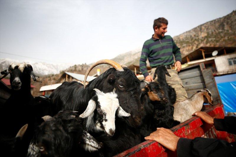 Kayserili besicilerin, sürüleriyle Aladağ yaylalarına zorlu yolculuğu