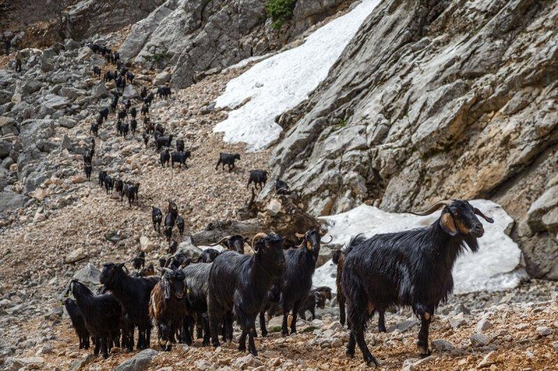 Kayserili besicilerin, sürüleriyle Aladağ yaylalarına zorlu yolculuğu